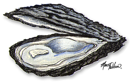 Oysters - Closed Oysters (595x285), Png Download