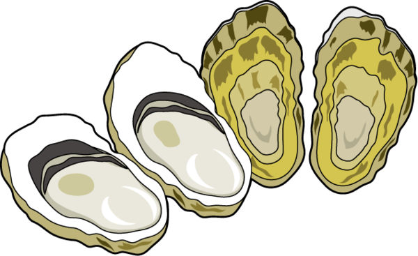 Small - Oyster Clipart (600x367), Png Download
