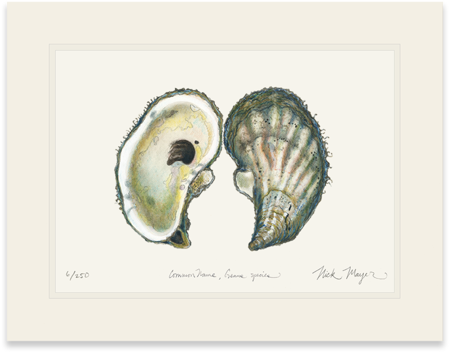 Atlantic Oyster - Seashell (1024x855), Png Download