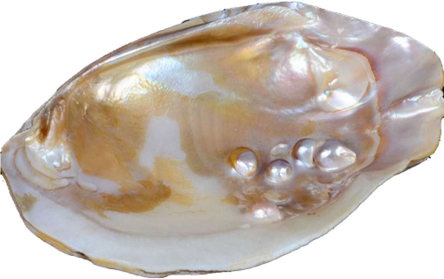 Picture Pearl Transparent Oyster Png - Real Pearl Oyster Transparent (900x1350), Png Download