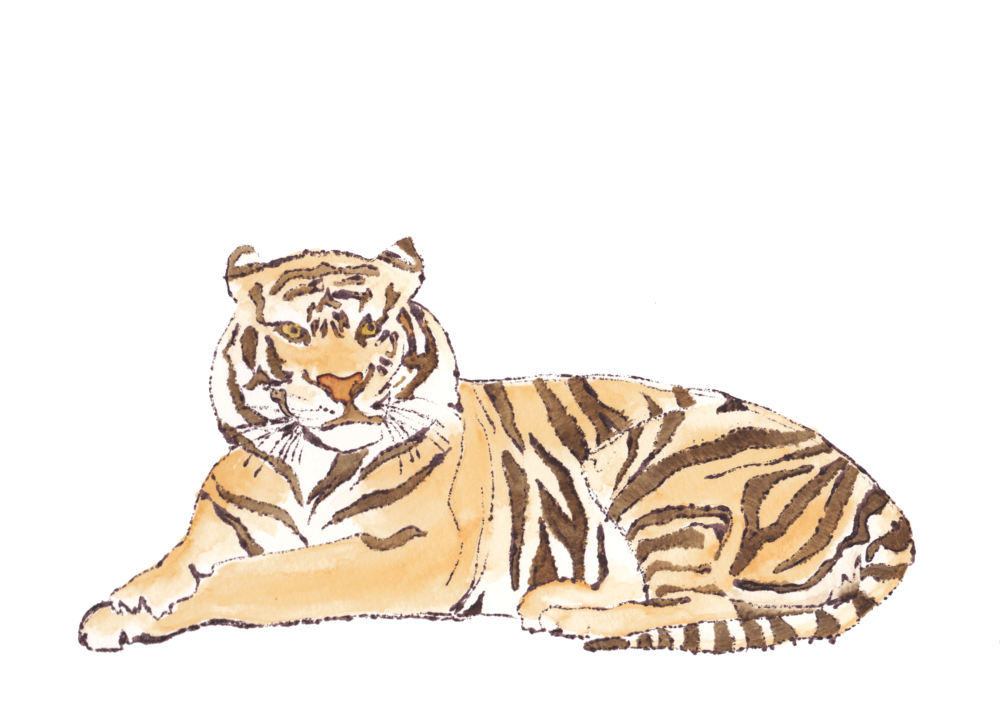 I Have Created Watercolor And Ink Illustrations For (1000x713), Png Download