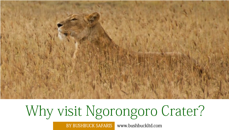 Why Visit Ngorongoro Crater - Ngorongoro Crater (750x450), Png Download