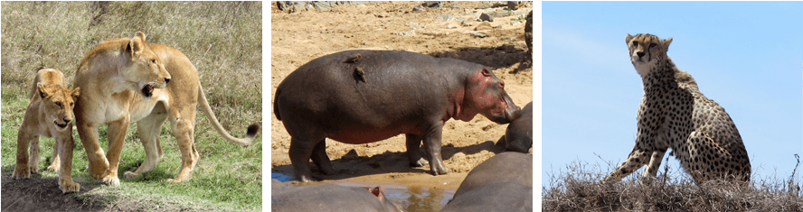 8,292 Sq Km - Hippopotamus (935x256), Png Download