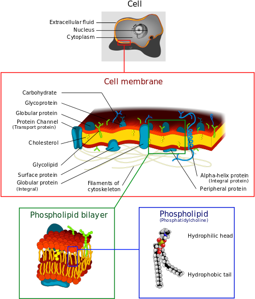 It Was Also Observed That The Homeoviscous Compensation - Receptor Molecules Cell Membrane (511x599), Png Download