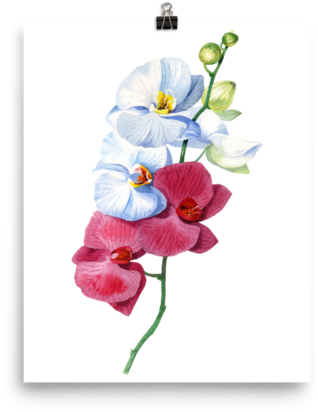 Bright And Colourful Orchid Watercolour Matte Poster - Orchid Watercolour (600x600), Png Download