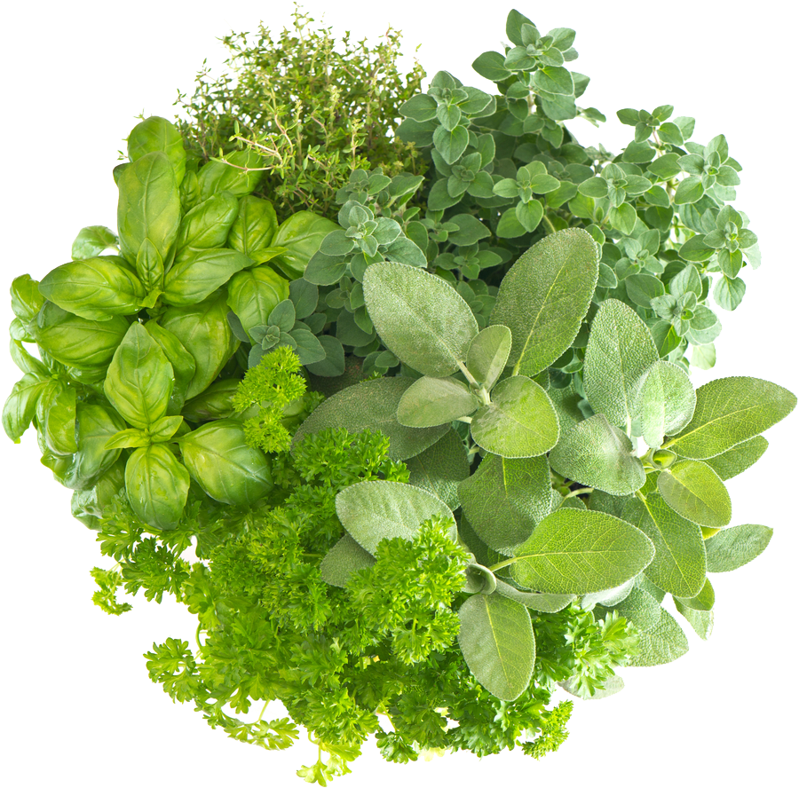 Herb Free Download Png - Fresh Herbs (1000x1000), Png Download