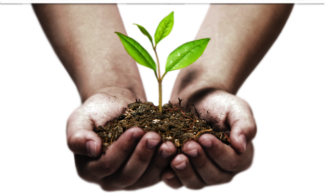 Two Hands Holding Plant (656x390), Png Download