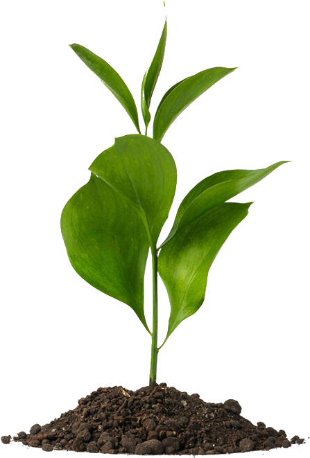 Grant/donation Request Form - Plant Sprout Transparent (460x673), Png Download