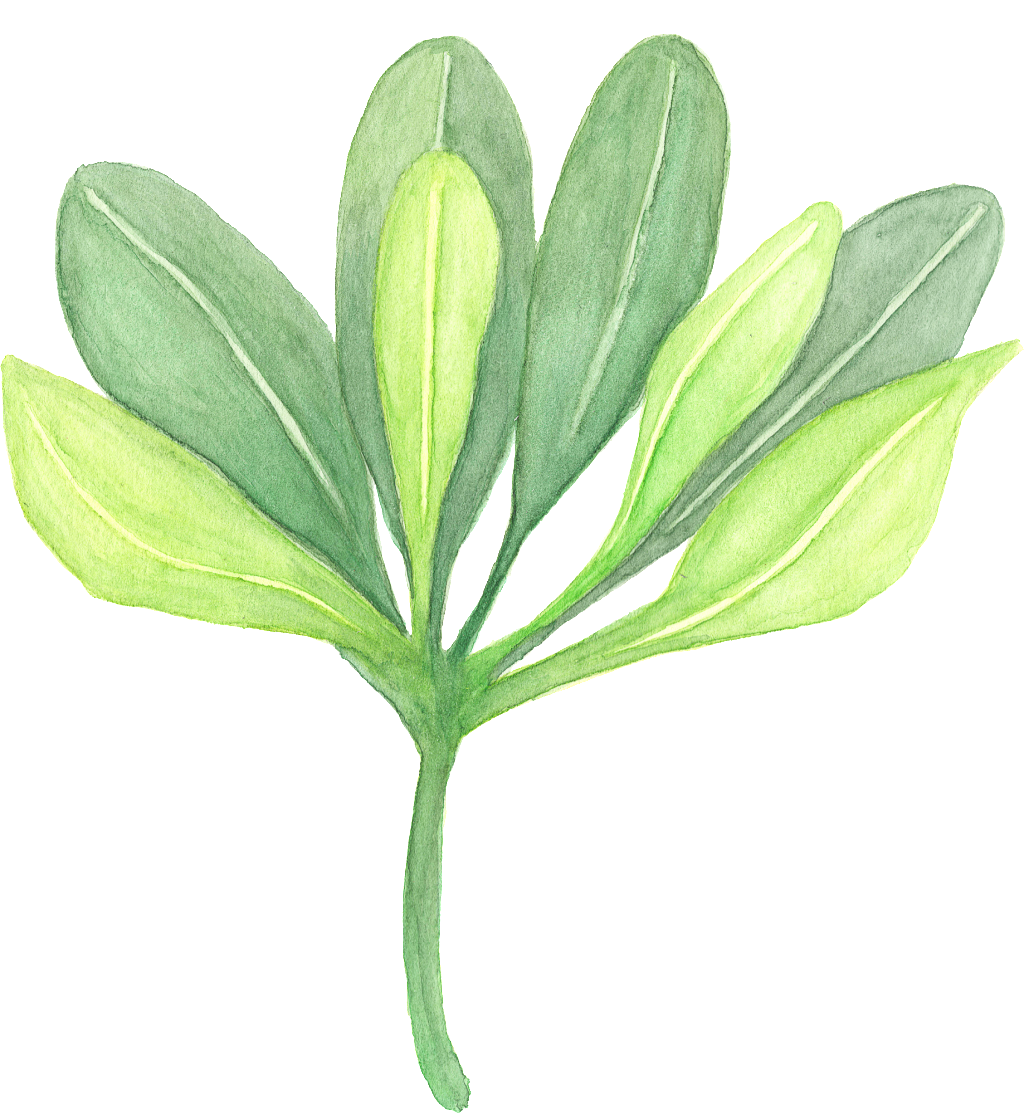 A Hand-painted Watercolor, A Transparent Branch Of - Plants (1024x1114), Png Download