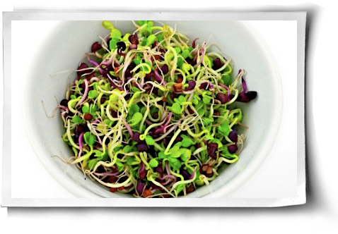 This - Alfalfa Sprouts Salad (500x344), Png Download