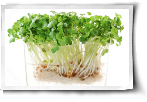 Easy Healthy Guide To Sprouting Post Image - Sprout Radish Seeds (500x344), Png Download