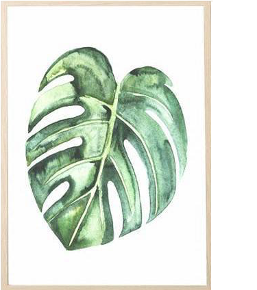 Nature Decor, Wall Decor, Monstera Deliciosa Canvas - Monstera Plant Canvas (425x425), Png Download