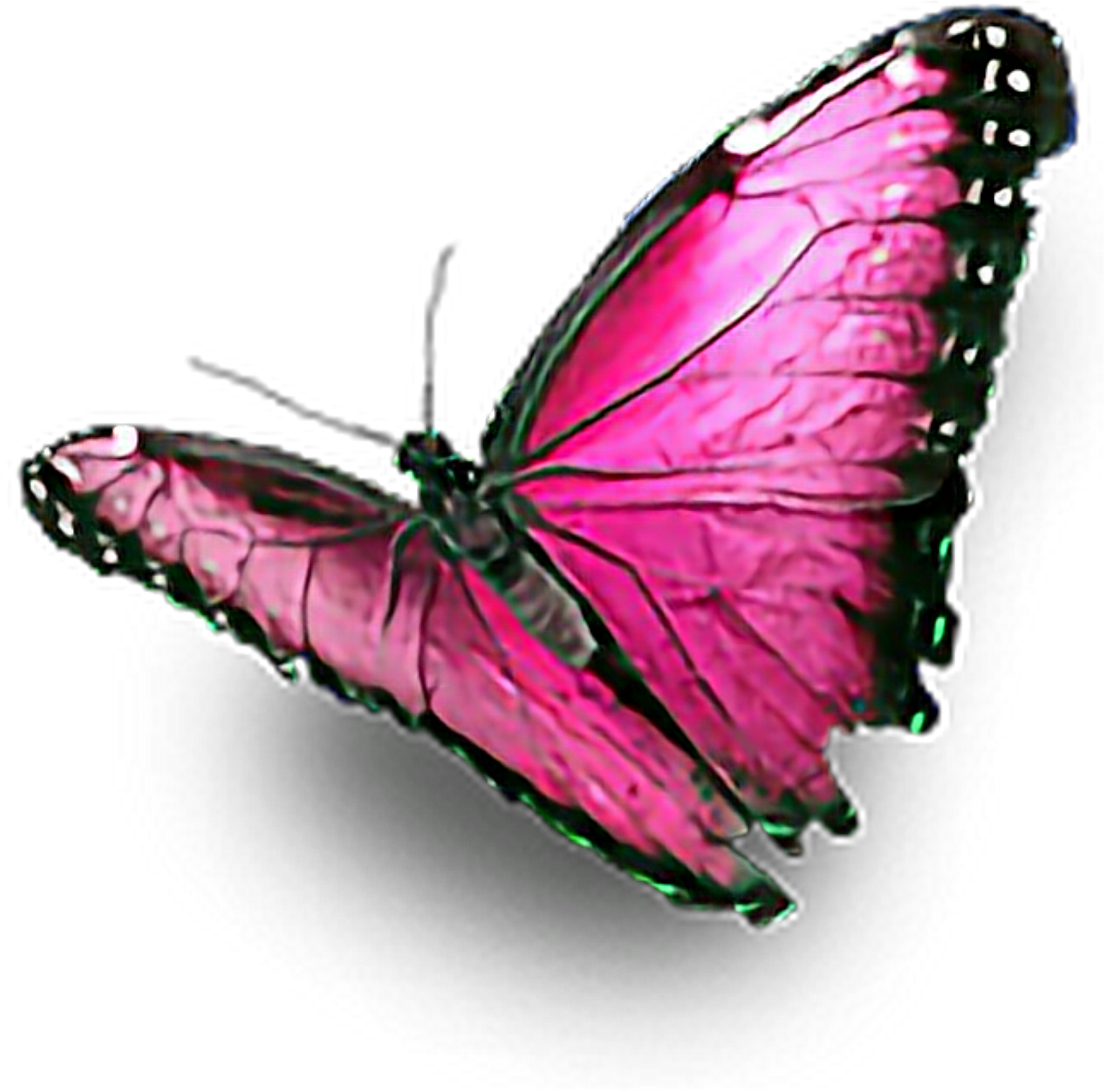 Mariposa Butterfly Pink Rosa Lovely Colors Colorful - Bom Dia Amor Proprio (1992x1992), Png Download