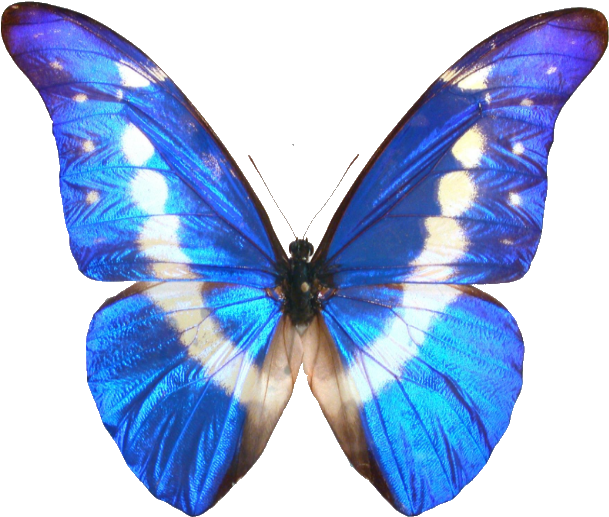 Alas De Mariposa - Transparent Background Blue Butterfly Png (624x545), Png Download