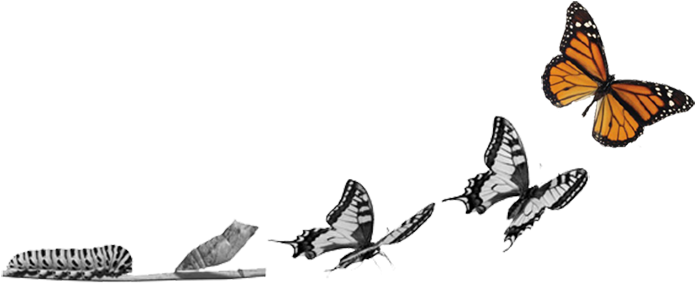 Butterfly Transformation (800x415), Png Download