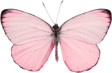 49 Images About Butterflies On We Heart It - Transparent Butterfly (400x400), Png Download