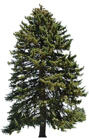 This Evergreen Is A Species Of Spruce Native To Northern, - Doki Doki Literature Club Sayori Christmas Tree (450x450), Png Download