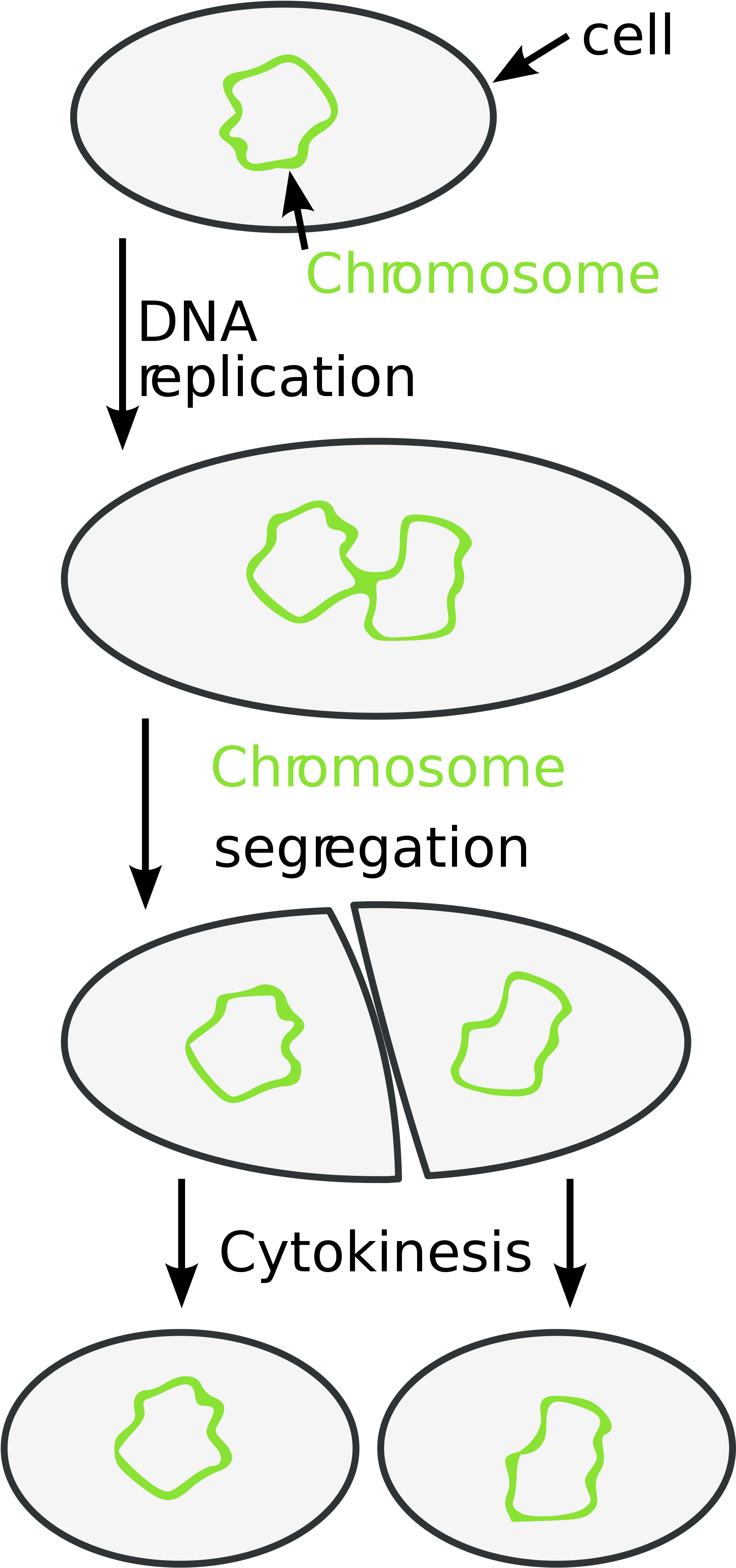 Open - Organisms Use Binary Fission (2000x4089), Png Download