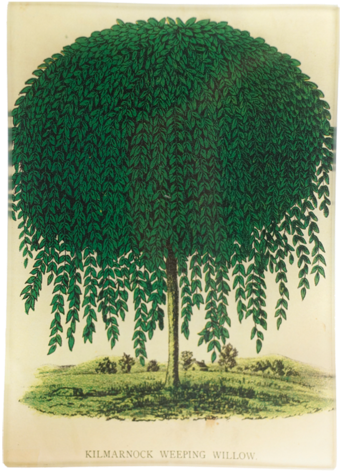 Willow Willow - Tree (500x500), Png Download