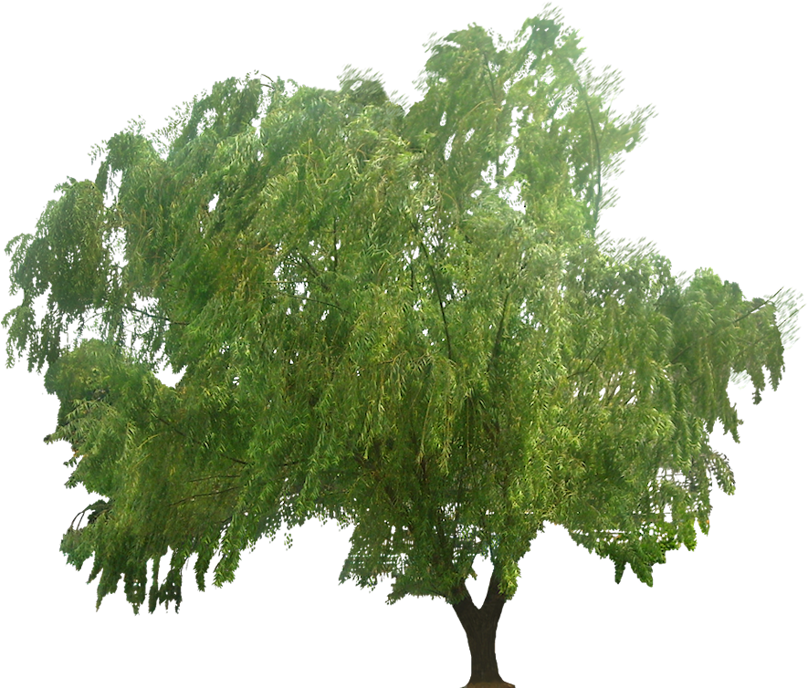 Salix Babylonica (900x764), Png Download