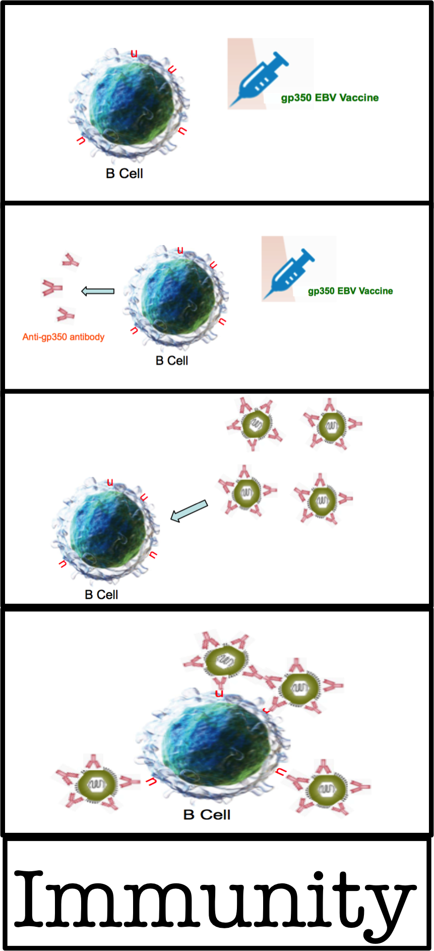History And Background Image Of Ebv Vaccine And Bcell - Circle (861x1884), Png Download