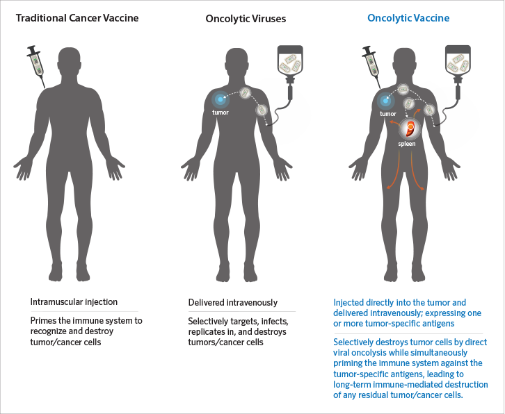 Profectus Oncolytic Vaccines Are Based On Rvsv-derived - Dry Suit (726x596), Png Download