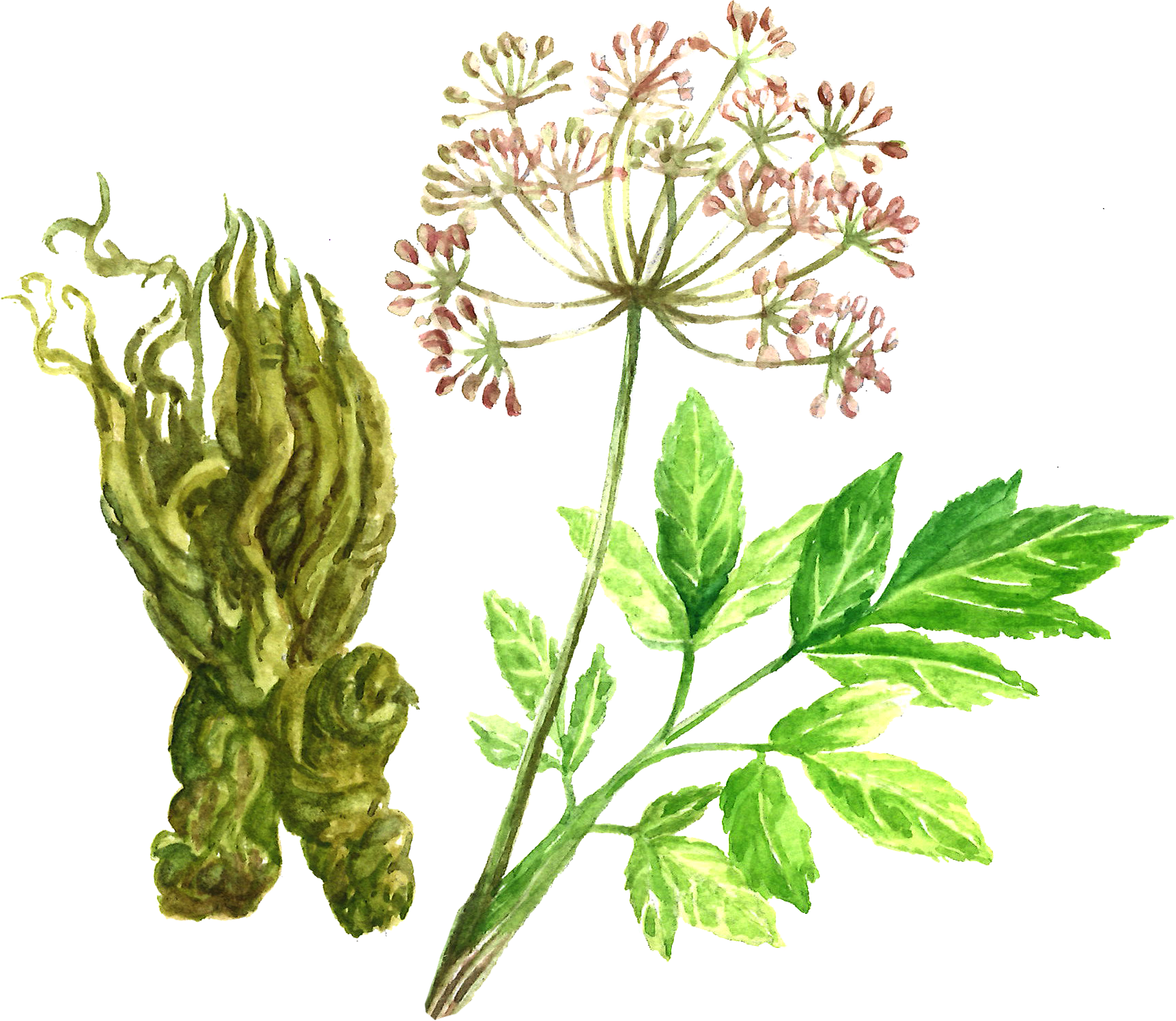 Angelica Root - Norwegian Angelica (1722x1495), Png Download