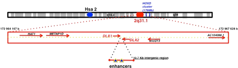 Genomic Context Of The Human Dlx1/dlx2 Bigenic Locus - Dlx1 Gene (791x233), Png Download