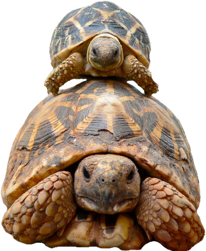 Tortoise Sticker - Best Turtle In The World (1365x1024), Png Download