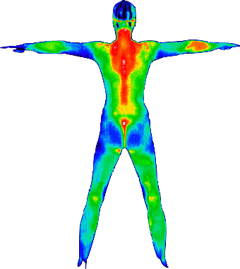 Fullbody Thermography - Thermography Body (340x381), Png Download