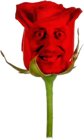 The Michael Rosen Rose - Lovely Single Red Rose Hd (600x600), Png Download