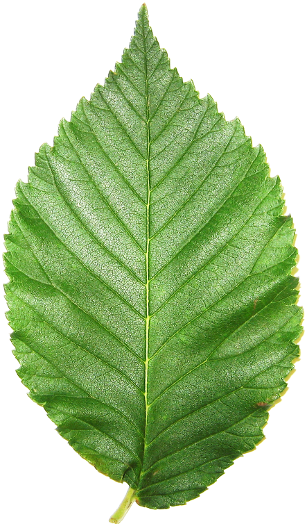 Jagged Edged Leaf - Seoul (630x830), Png Download