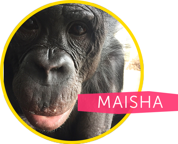 His Favorite Foods Are Hard-boiled Eggs, Yogurt, And - Western Lowland Gorilla (577x466), Png Download