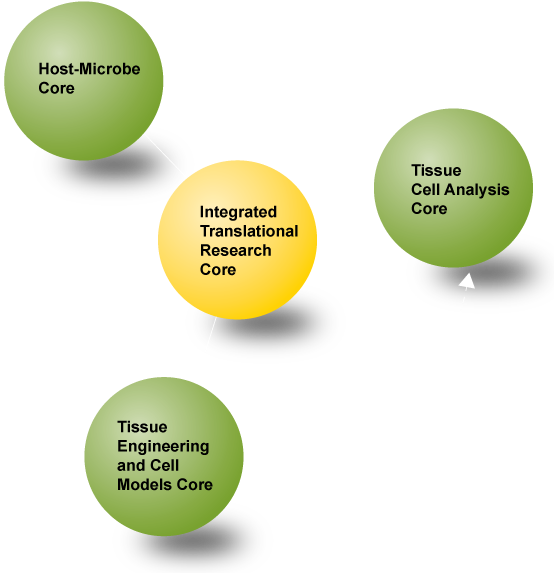 The University Of Chicago Ddrcc - Digestive Diseases Research (581x592), Png Download