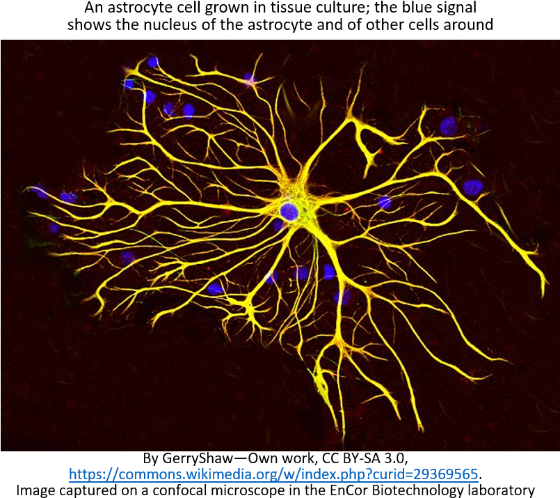 21 Nov - New Developments In Astrocytes Research (1000x745), Png Download