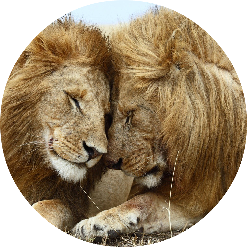 Day Of The Dead Djdjd - Lions Cuddling Poster Photo Print 32x24 (1094x1058), Png Download