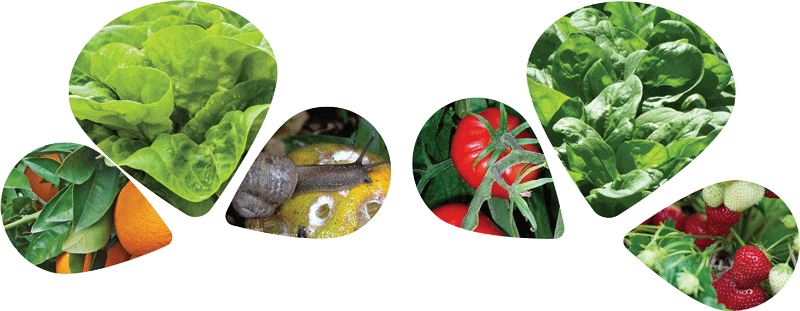 Ironfist Snail And Slug Bait - Agriculture (800x311), Png Download