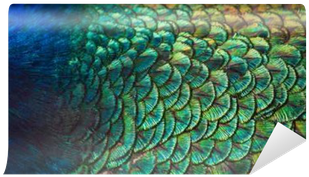 Patterns And Colors Of Peacock Feathers - Peafowl (400x400), Png Download