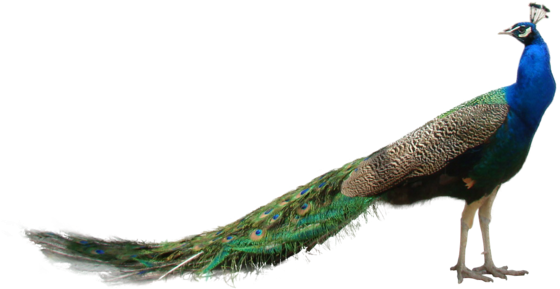 Peacock Feather Transparent Background Download - Peacock Images Hd Png (600x323), Png Download