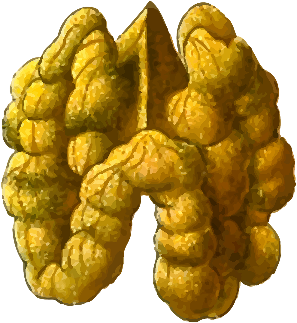 Vegetarian Cuisine English Walnut Download - Walnut (690x750), Png Download