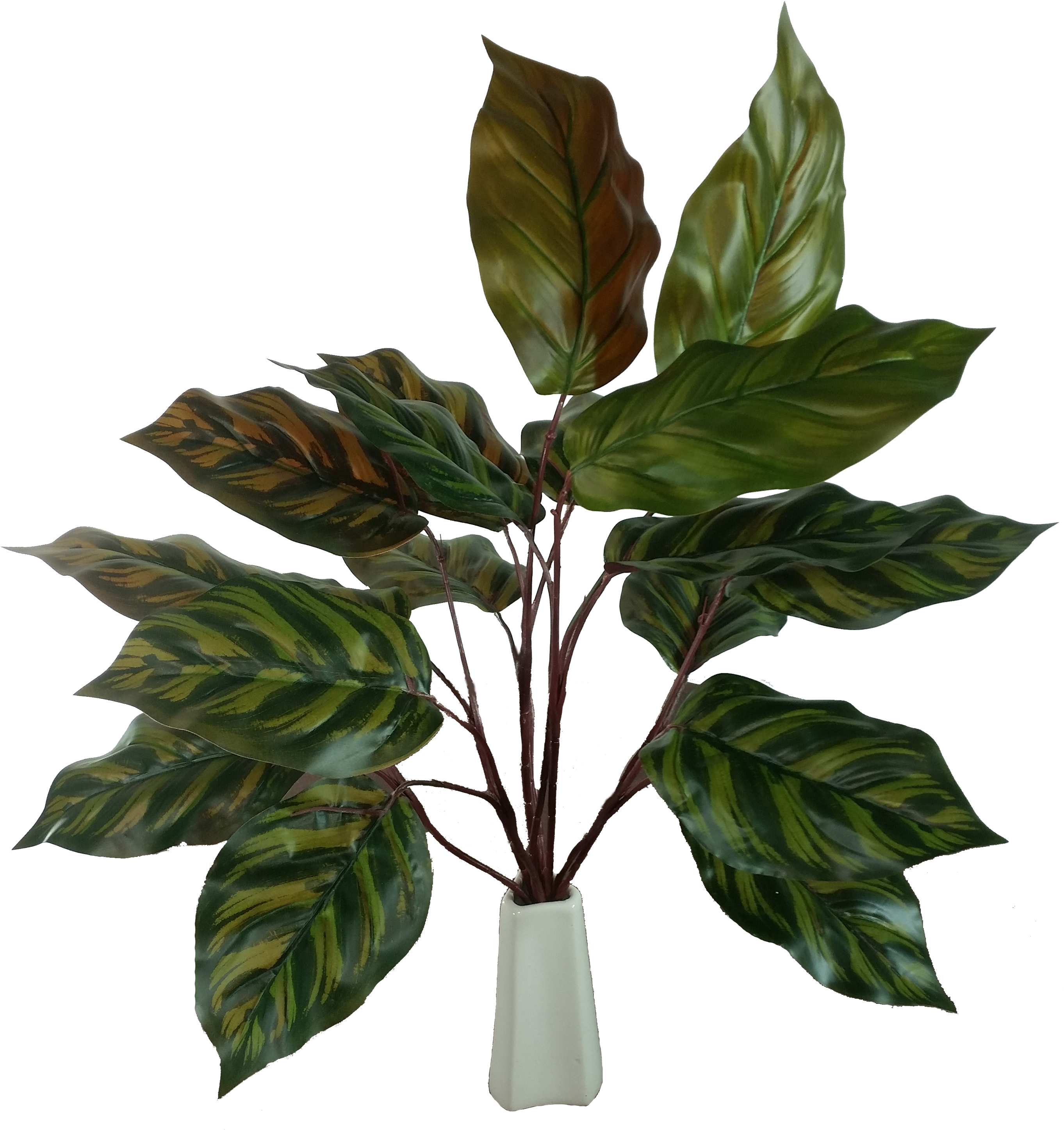 Peacock Leaf Stem - Houseplant (2946x3149), Png Download