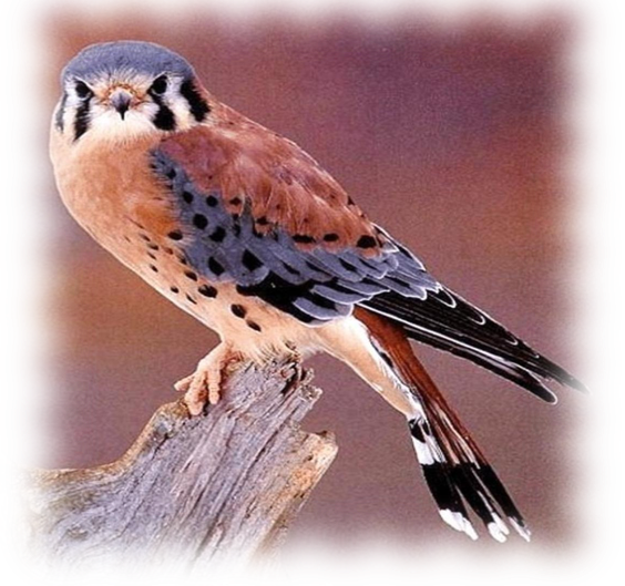 Beautiful Animal - Crécerelle D Amérique (564x529), Png Download
