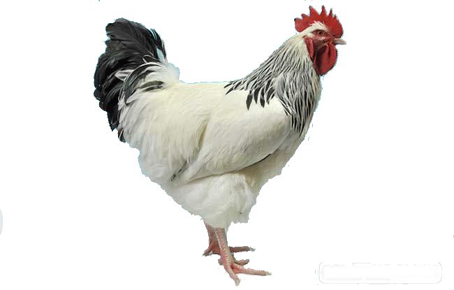 Boski Farm Mart - White Cockerel (650x415), Png Download