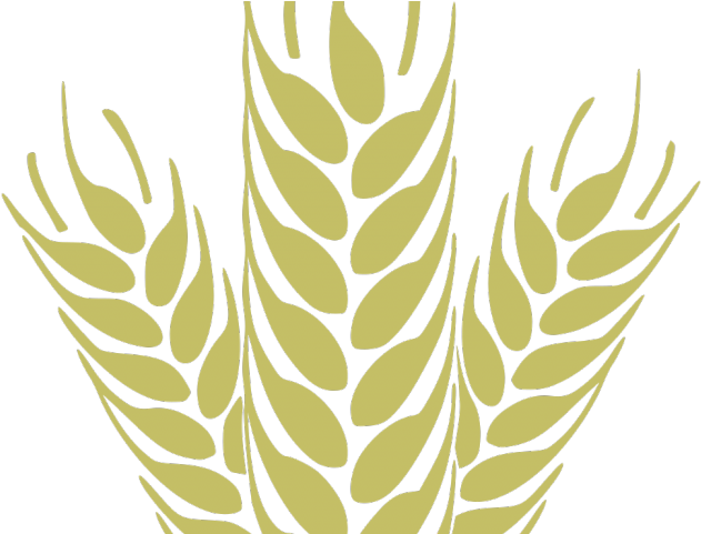 Wheat Clipart Trigo - Wheat Clipart Transparent (640x480), Png Download