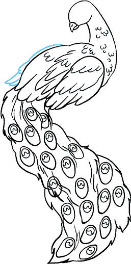 How To Draw Peacock - Easy Drawing Of Peacock (678x600), Png Download