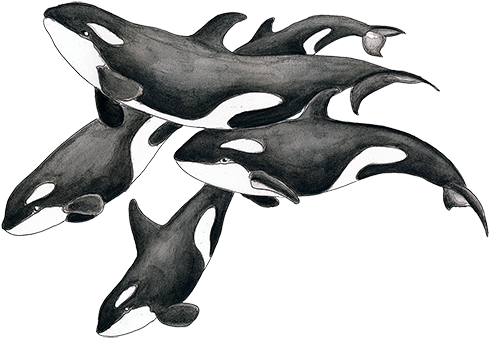 Throw Blanket (504x504), Png Download