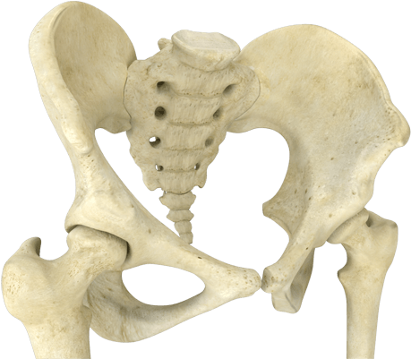 The Hip Joint Is The Largest Weight-bearing Joint In - Subspine Impingement (500x400), Png Download