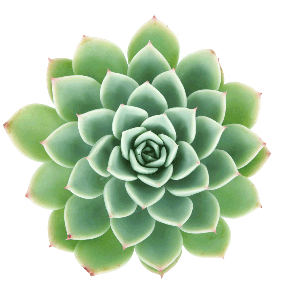 Echeveria - Echeveria Blue Atoll (1024x1024), Png Download