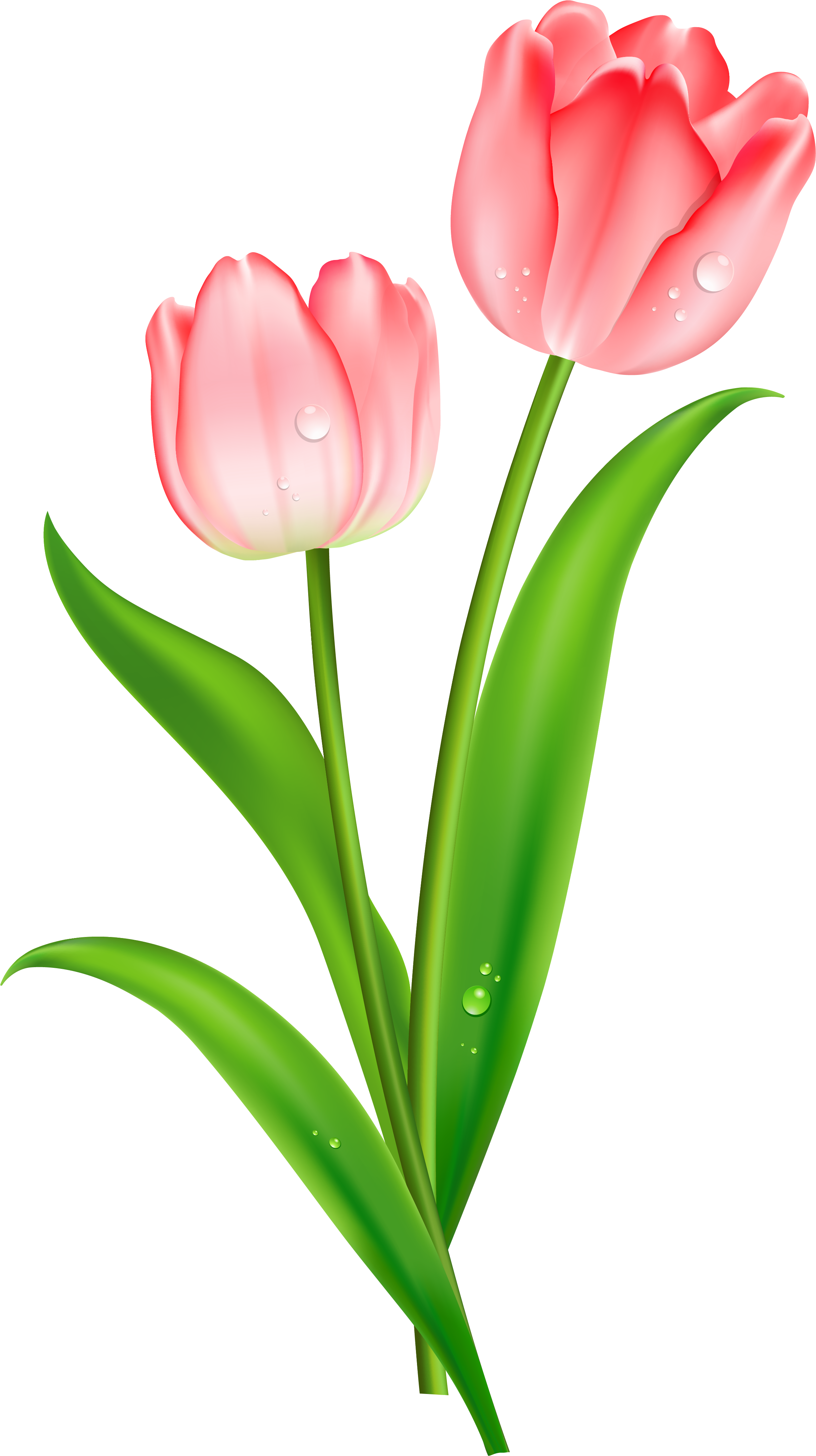 Tulip Clipart Transparent Background - Tulip Clipart (2586x4480), Png Download