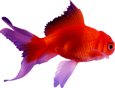 Goldfish Psd (400x308), Png Download